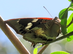 Charaxes xiphares occidentalis