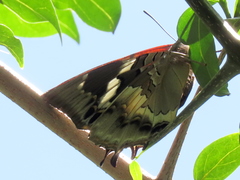 Charaxes xiphares occidentalis