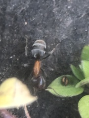 Liometopum microcephalum