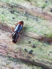 Rhizophagus bipustulatus