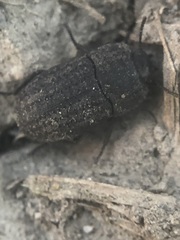 Coleoptera