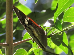 Charaxes xiphares occidentalis
