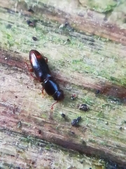 Rhizophagus bipustulatus