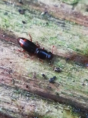 Rhizophagus bipustulatus