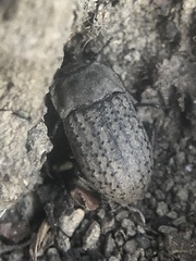 Coleoptera