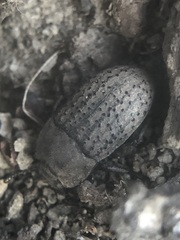 Coleoptera