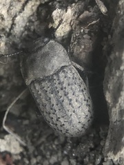 Coleoptera