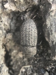 Coleoptera