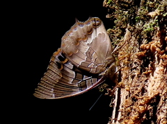 Charaxes xiphares occidentalis