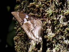 Charaxes xiphares occidentalis