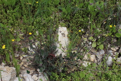 Silene dichotoma