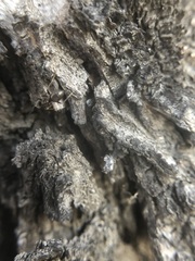 Lasius