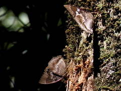 Charaxes xiphares occidentalis