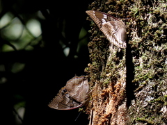 Charaxes xiphares occidentalis