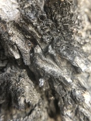 Lasius