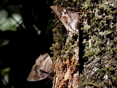 Charaxes xiphares occidentalis