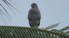 Buteo plagiatus
