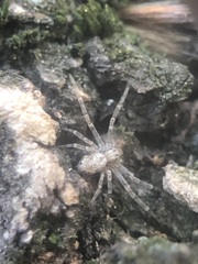 Philodromidae