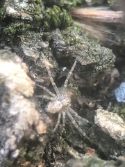 Philodromidae