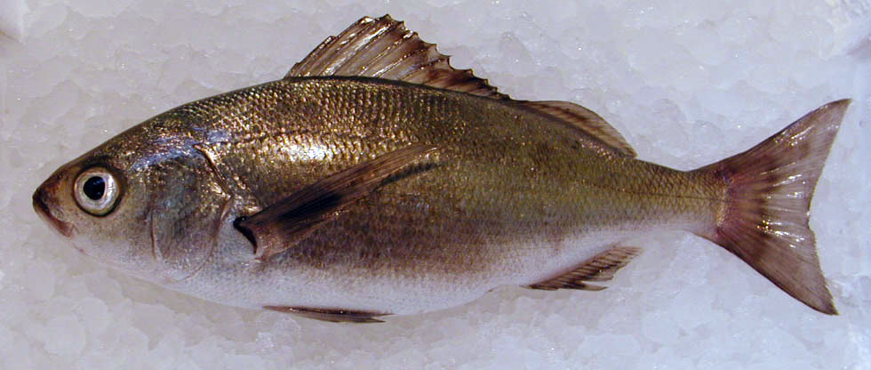 Cabinza Grunt