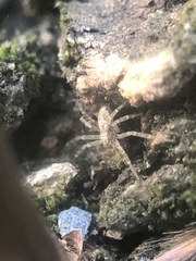 Philodromidae
