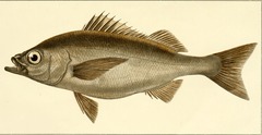 Cabinza Grunt photo 2
