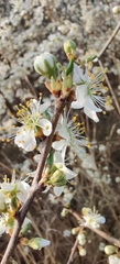 Prunus spinosa