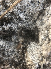 Lasius