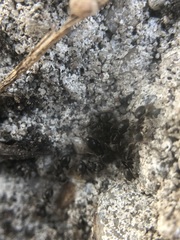 Lasius