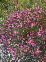 Erica rhopalantha
