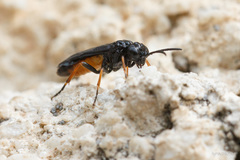 Monophadnus spinolae