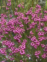 Erica rhopalantha