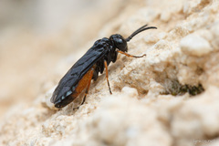 Monophadnus spinolae