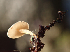 Ciboria coryli
