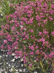 Erica rhopalantha