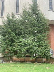 Tsuga canadensis