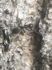 Lasius