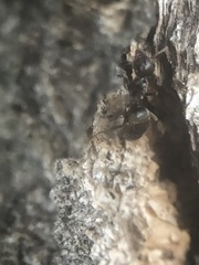 Lasius