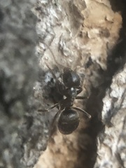 Lasius