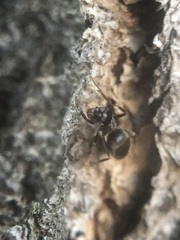 Lasius