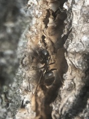 Lasius