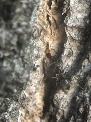 Lasius