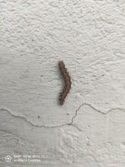 Euplagia quadripunctaria