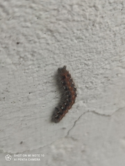 Euplagia quadripunctaria