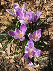 Crocus