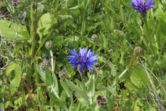 Centaurea cyanoides