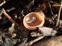 Ciboria coryli