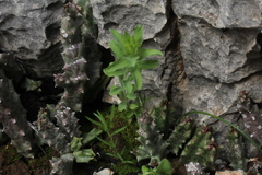 Apteranthes europaea judaica