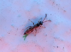 Colpognathus celerator