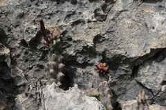 Apteranthes europaea judaica